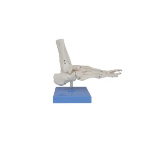 Skelet voetgewrichten + onderbeen beweegbaar op standaard